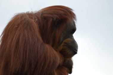 Meraklı bir Orangutan