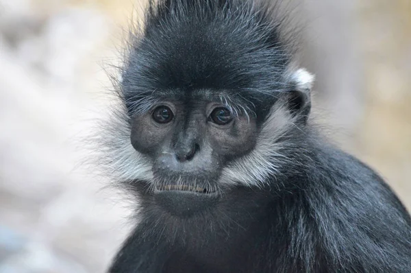 Francois Langur aap — Stockfoto