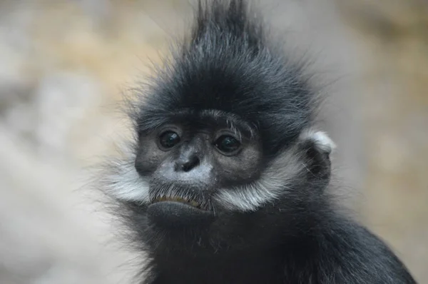 François Langur Macaco — Fotografia de Stock