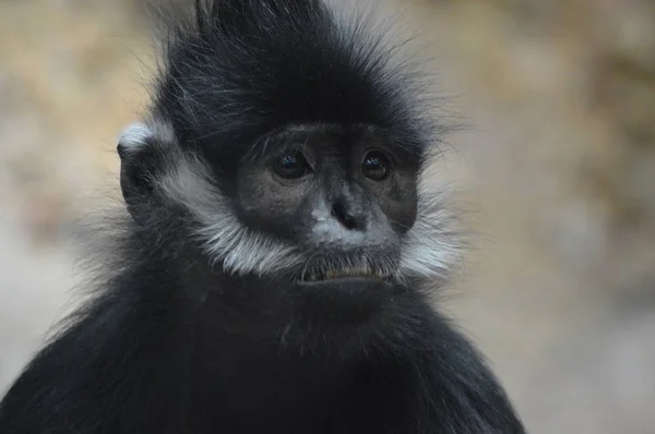 Francois Langur aap — Stockfoto