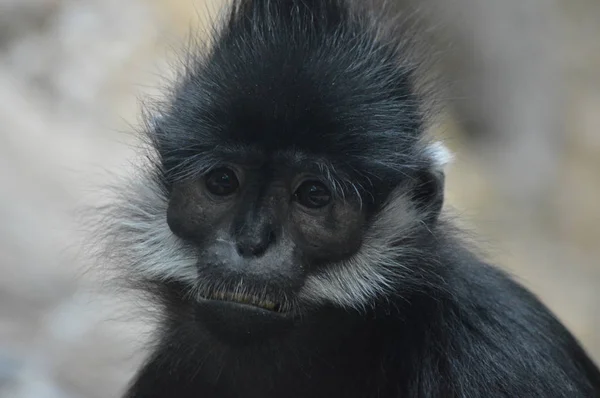 François Langur Macaco — Fotografia de Stock