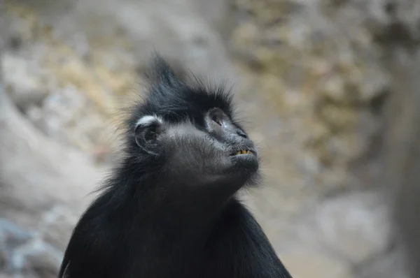 Франсуа лангур мавпи — стокове фото