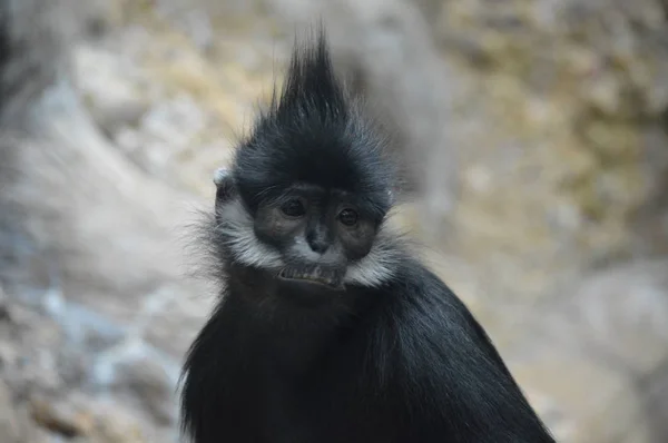 Francois Langur aap — Stockfoto