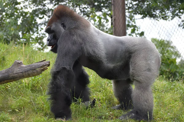 Un gorila macho — Foto de Stock