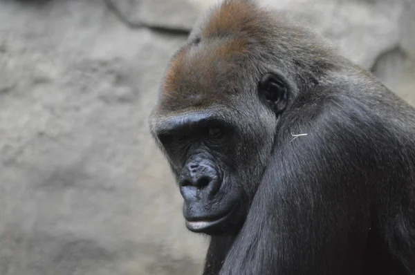 Um Gorila Feminino — Fotografia de Stock