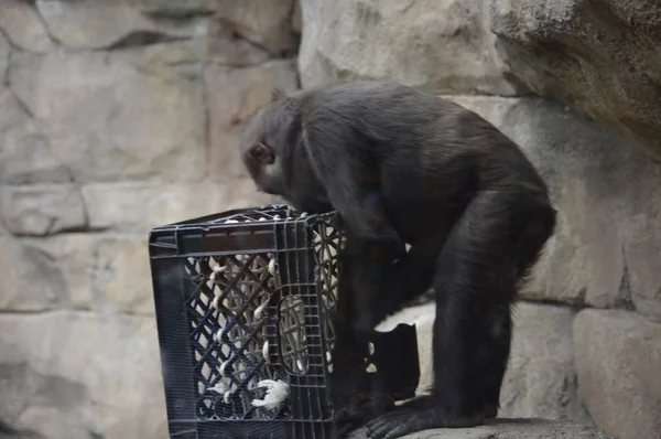 Baby Gorilla — Zdjęcie stockowe