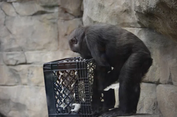 Ein Gorillababy — Stockfoto