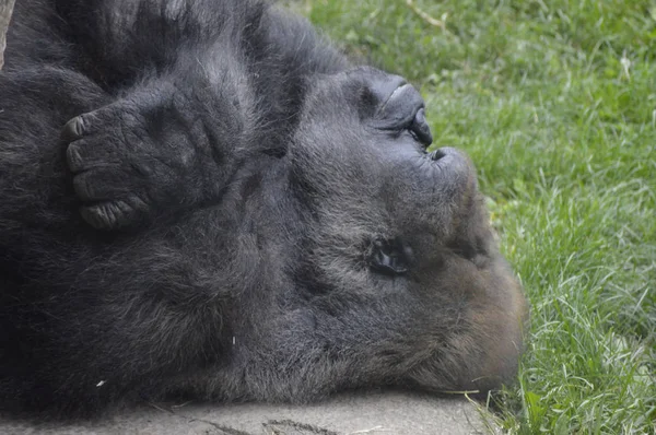 A Male Gorilla — Stock Photo, Image