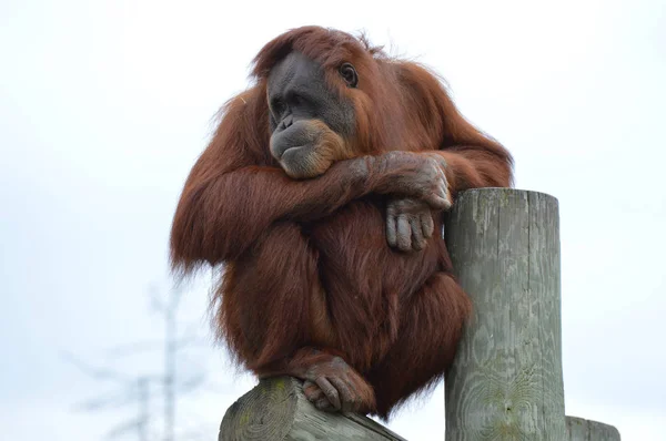 Un orang-outan curieux — Photo