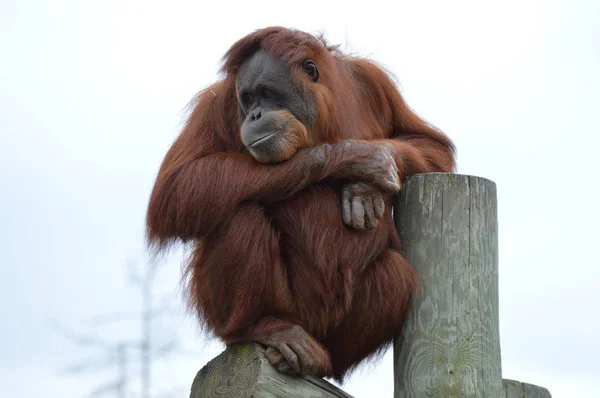 Ciekaw, Orangutan — Zdjęcie stockowe