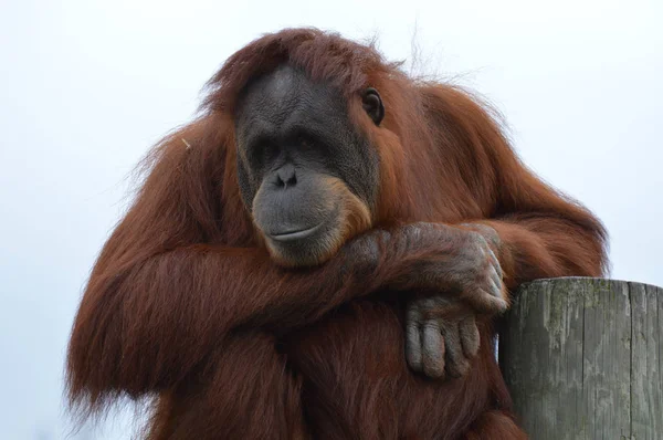 Egy kíváncsi orangután — Stock Fotó