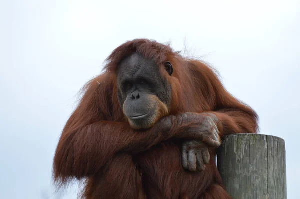 Egy kíváncsi orangután — Stock Fotó