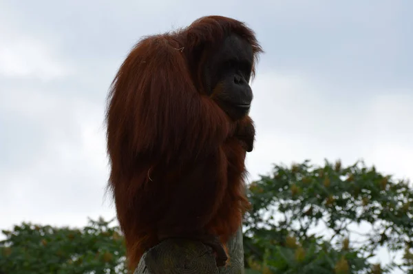 Meraklı bir Orangutan — Stok fotoğraf