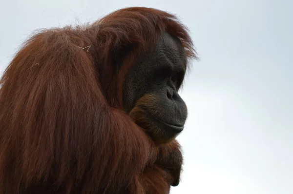 Um orangotango curioso — Fotografia de Stock