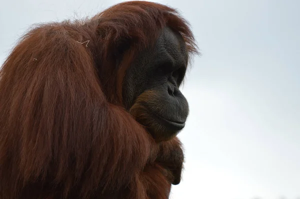 Egy kíváncsi orangután — Stock Fotó