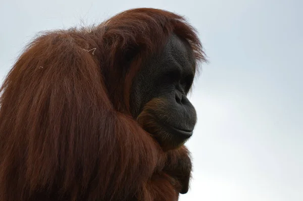 Um orangotango curioso — Fotografia de Stock