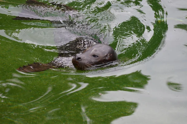 Una foca del puerto — Foto de Stock