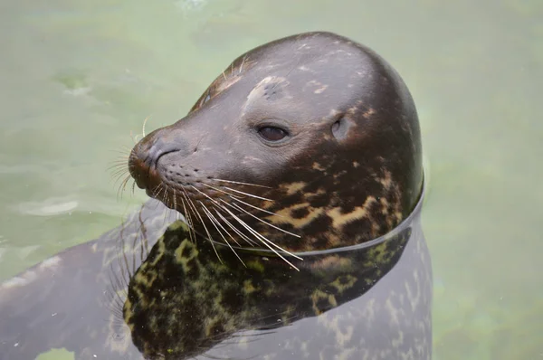 Una foca del puerto —  Fotos de Stock