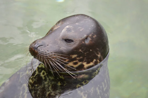 Una foca del puerto —  Fotos de Stock