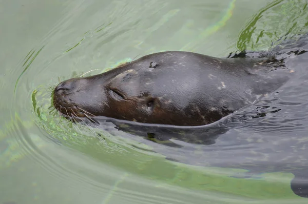 Una foca del puerto —  Fotos de Stock