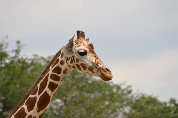 Jirafa al aire libre — Foto de Stock