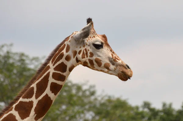 Jirafa al aire libre — Foto de Stock