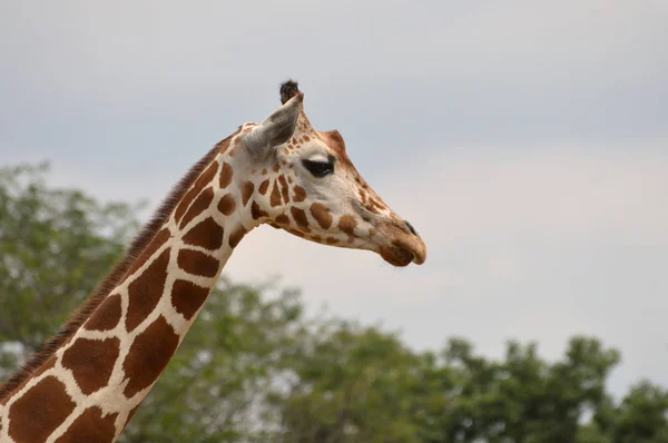 Jirafa al aire libre — Foto de Stock