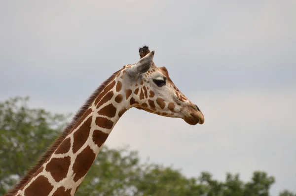 Jirafa al aire libre — Foto de Stock