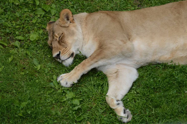 León durmiendo en la hierba — Foto de Stock