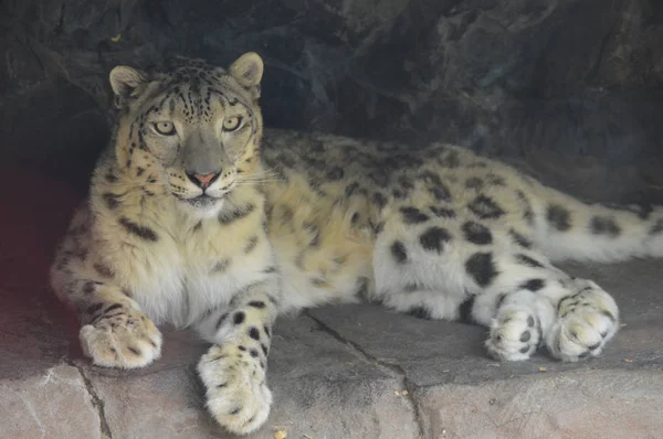 Un leopardo de nieve — Foto de Stock