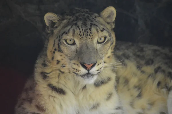 A Snow Leopard — Stock Photo, Image