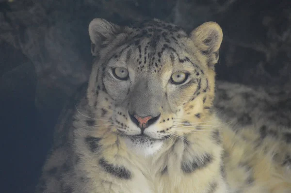 A Snow Leopard — Stock Fotó