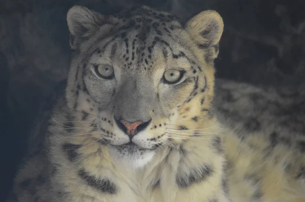 En snöleopard — Stockfoto