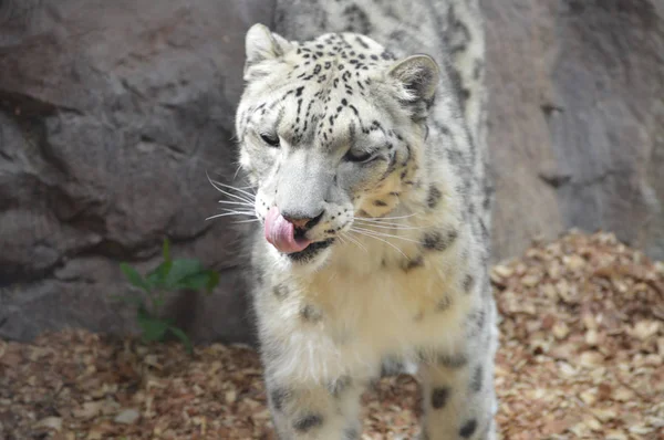 Un léopard des neiges — Photo