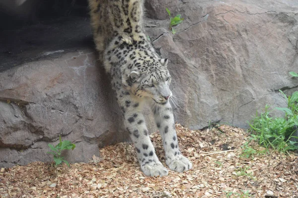 Kar leoparı — Stok fotoğraf