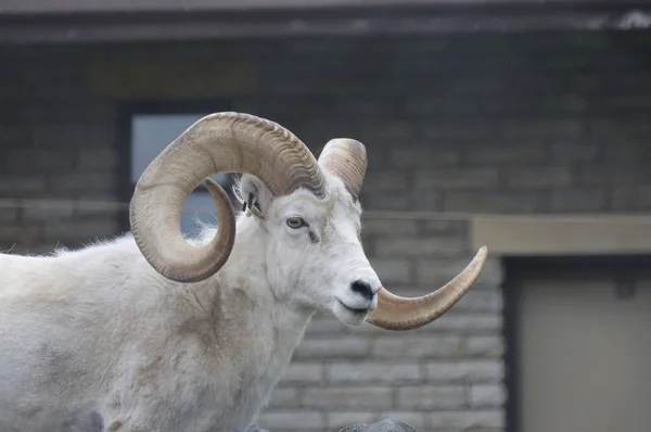 A Dall Sheep — Stock Photo, Image