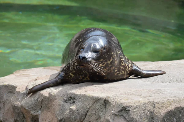 Una foca del puerto —  Fotos de Stock