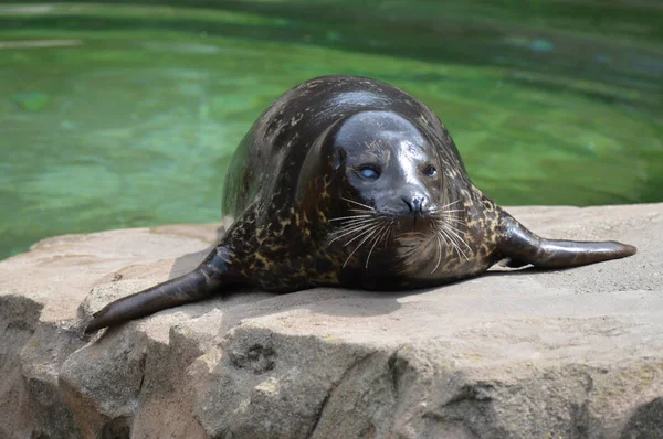 Una foca del puerto —  Fotos de Stock