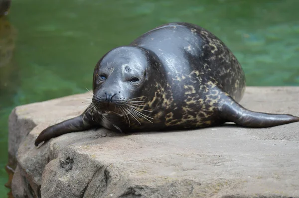 A Harbor Seal — Stock Photo, Image