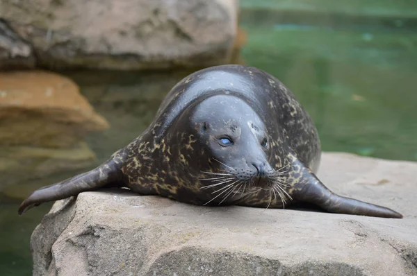 Una foca del puerto —  Fotos de Stock