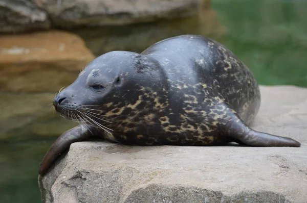 Una foca del puerto —  Fotos de Stock