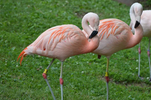 Flamingolar çim — Stok fotoğraf