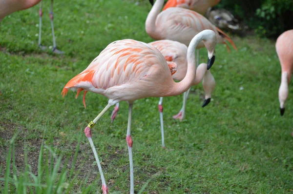 Flamants roses dans l'herbe — Photo