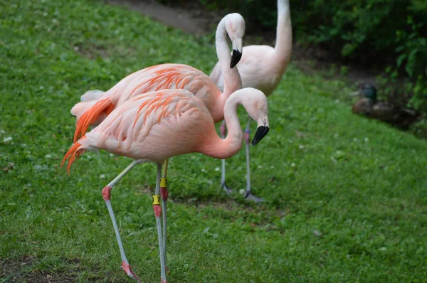 Flamingos na grama — Fotografia de Stock