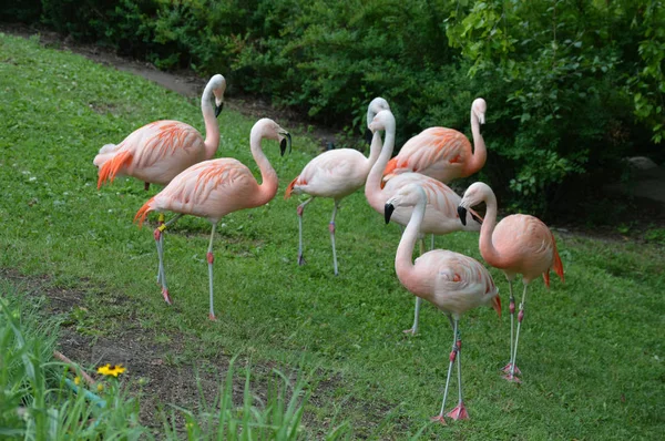 Flamants roses dans l'herbe — Photo