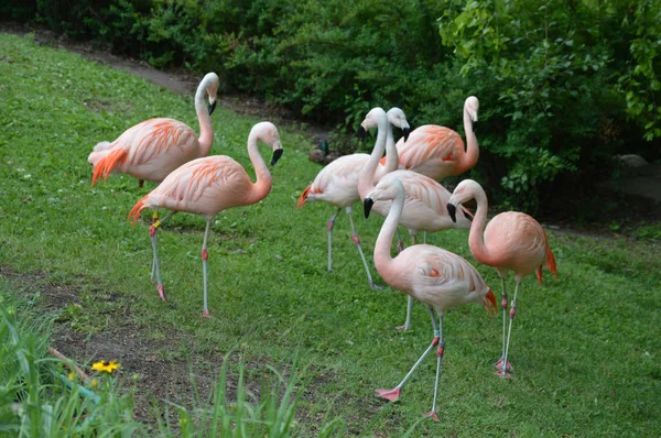 Flamingos na grama — Fotografia de Stock