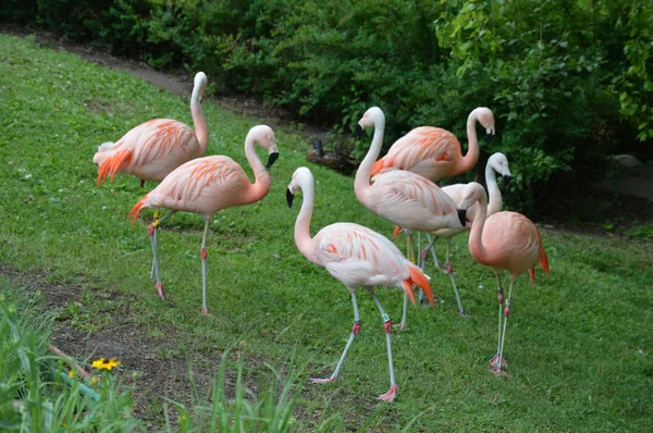 Flamingos na grama — Fotografia de Stock