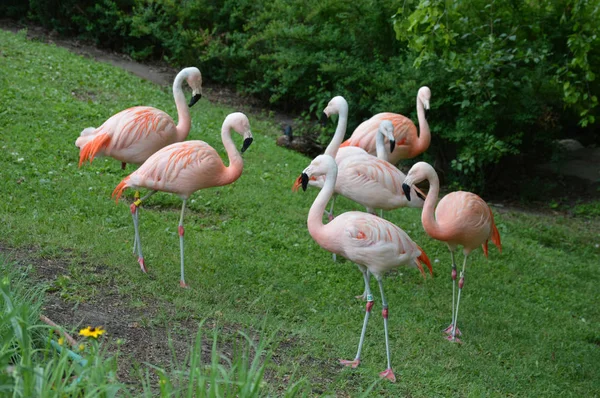 Flamingos in the Grass — Stock Photo, Image