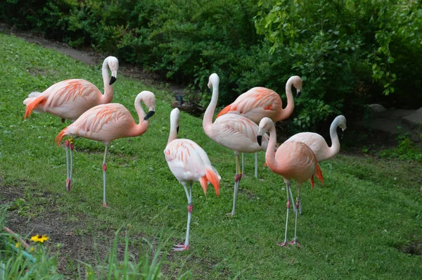 Flamingos na grama — Fotografia de Stock