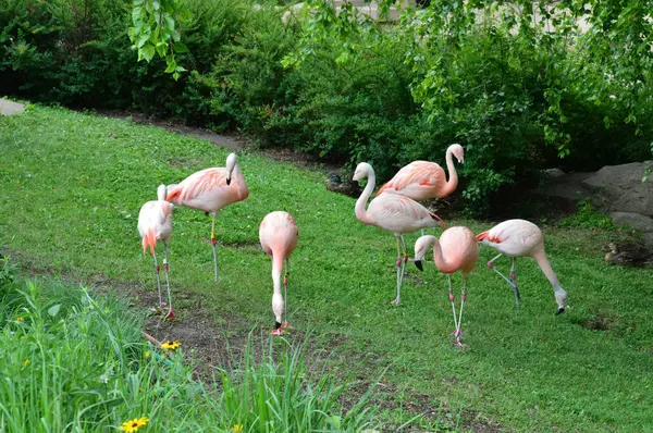 A flamingók a fűben — Stock Fotó